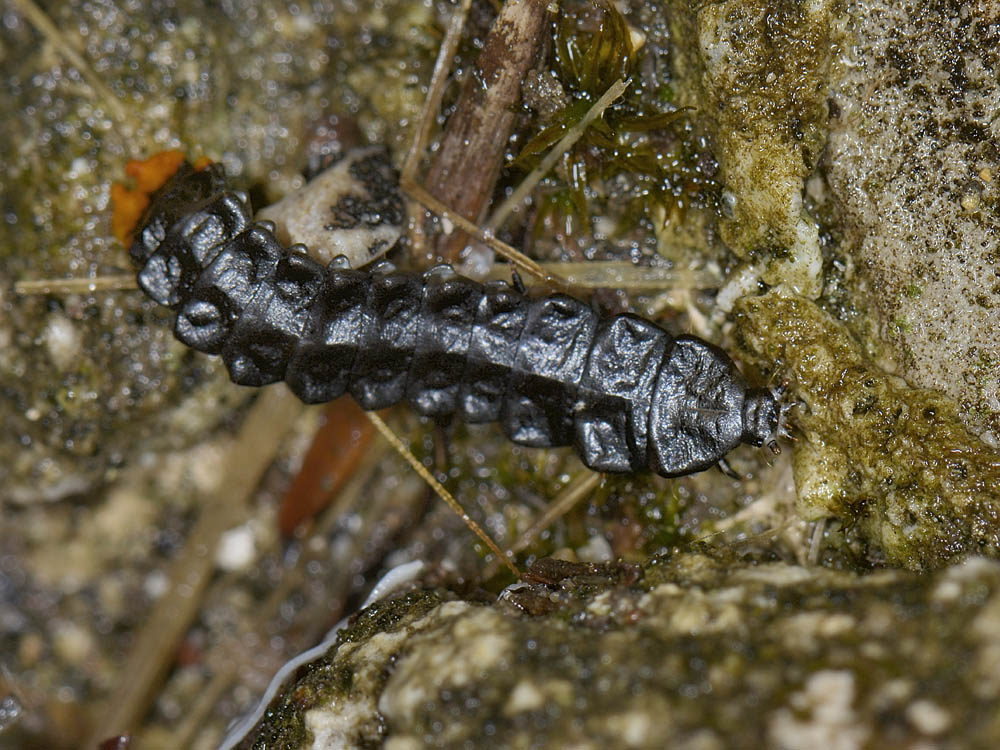 Larva di Lycidae - Lygistopterus?